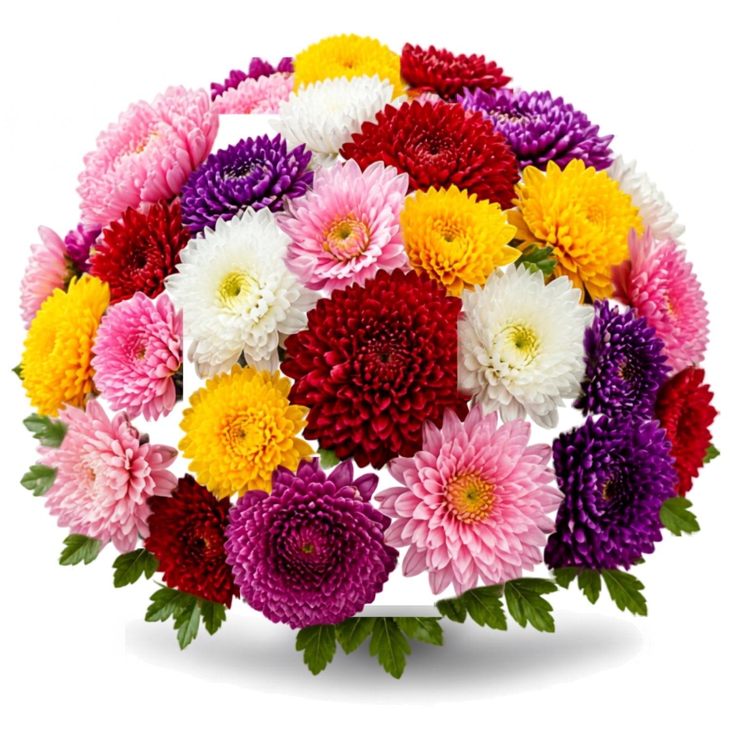 Chrysanthemum for exports