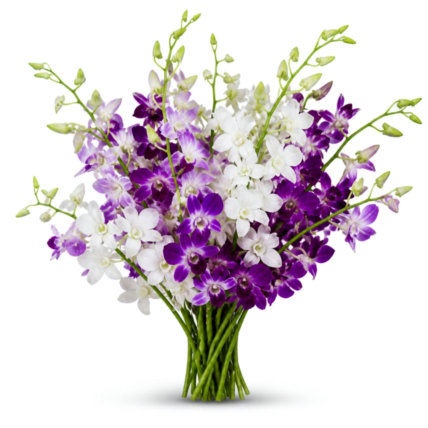 Orchid for exports